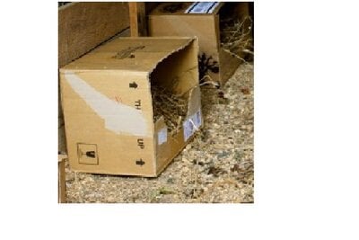 cardboard nesting box.jpg
