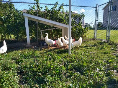 Chicken Water Pipe.jpg
