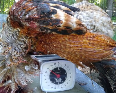 ranger rooster 003.jpg