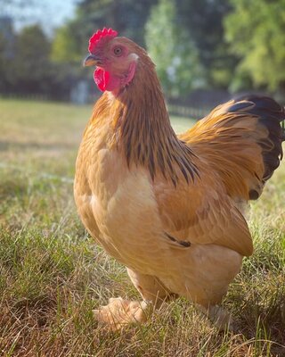 Bantum Buff Brahma.JPG