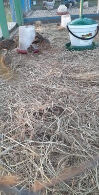 received_979985309141976.jpeg