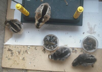 four columbine chicks 5 days old 10-9-2020.jpg