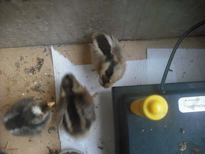 DSCF2051.JPG