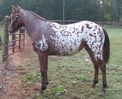 Appaloosa-Horse.jpg