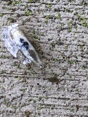 E40B90CC-678F-4F09-9ADA-27F9018903B2.jpeg