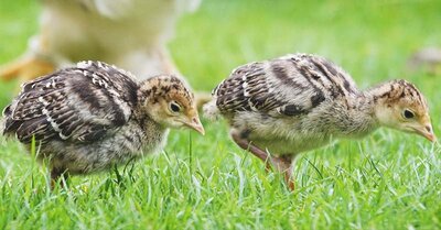 The-Benefits-and-Concerns-of-Raising-Turkey-Poults-with-Chickens-FI.jpg