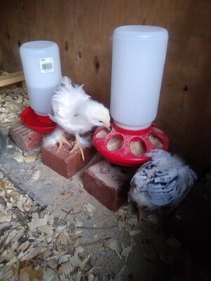 feeders on bricks.jpg
