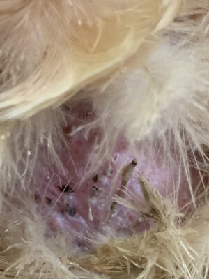 IMG_3962.jpeg