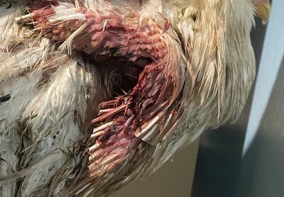 E71871BB-0F30-4D73-9649-6BBD5345ADA5.jpeg