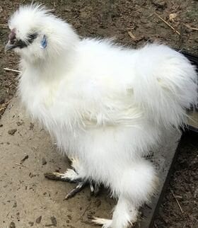 CHICKEN 3 WHITE SILROO2.jpg
