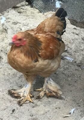 CHICKEN 5 BUFF BRA2.jpg