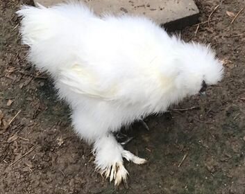 CHICKEN 1 WHITE SIL2.jpg