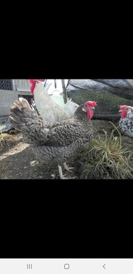 Screenshot_20200914-151335_Trade Me.jpg