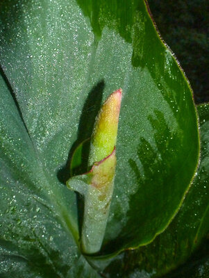 canna lily.jpg