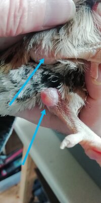 Quail knee 1.jpg