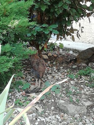 IMG_20200915_142125.jpg