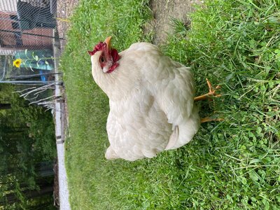 chix1.jpg