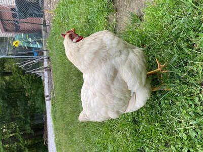 chix2.jpg