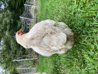chix5.jpg