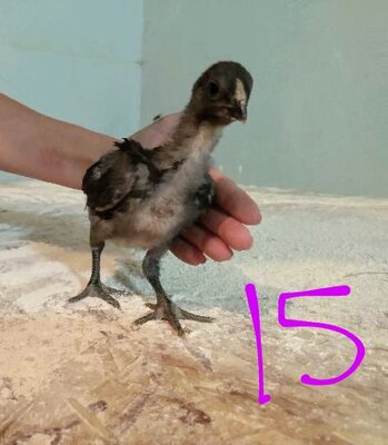 55648~2.jpeg