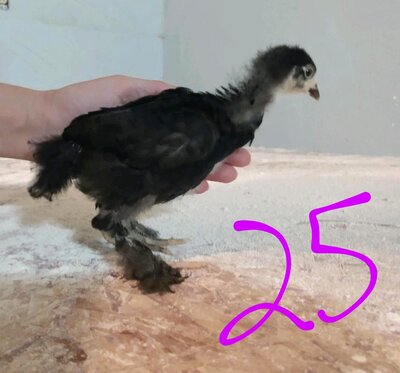 55674~2.jpeg