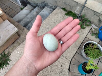 FirstEgg.jpg