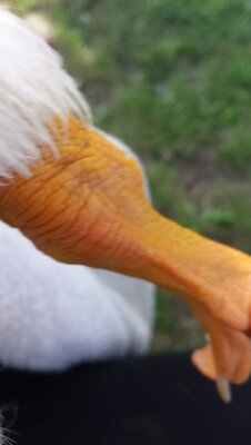 Duck Leg 1.jpeg