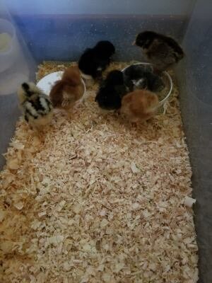 Chicks 3 days old .jpeg