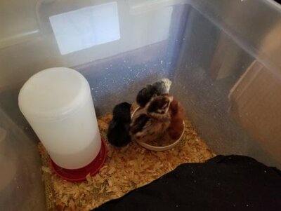Chicks 3 days old.jpeg