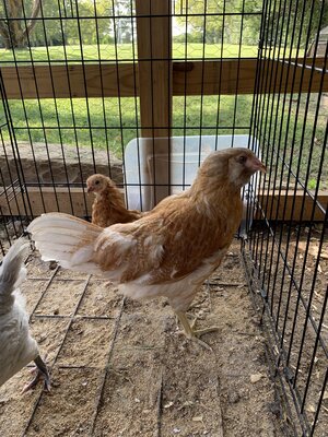 Chicken 1.jpg