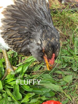 fluffy 10wks2.jpg