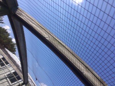chicken run roof.JPG