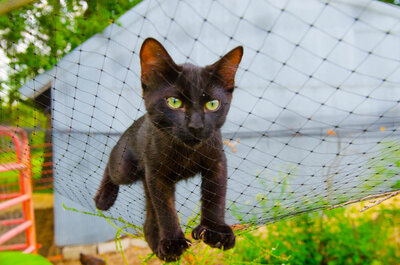 kiki on netting.jpg