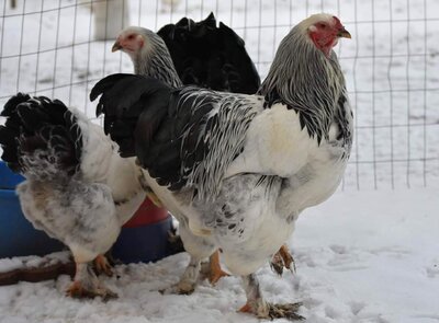 brahmas in snow.JPG brahmas in snow.JPG