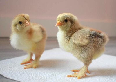 Brahma chicks 2.JPG Brahma chicks 2.JPG