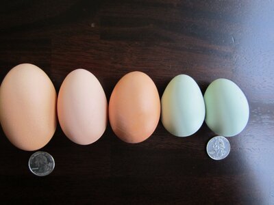 egg size.jpg egg size.jpg