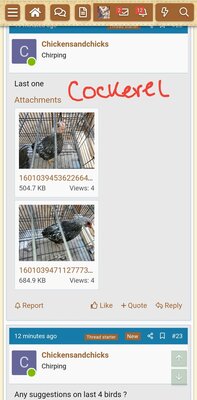 Screenshot_20200925-093140_BackYard Chickens.jpg