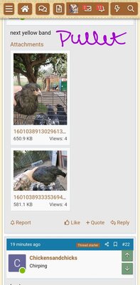 Screenshot_20200925-093119_BackYard Chickens.jpg