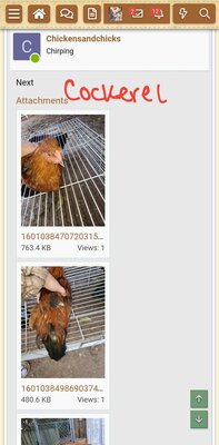 Screenshot_20200925-093016_BackYard Chickens.jpg