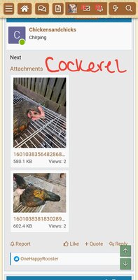 Screenshot_20200925-092954_BackYard Chickens.jpg