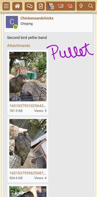 Screenshot_20200925-092901_BackYard Chickens.jpg
