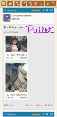 Screenshot_20200925-092835_BackYard Chickens.jpg
