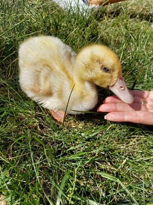duckling eating from hand.jpg