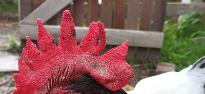 Rooster-comb.jpg