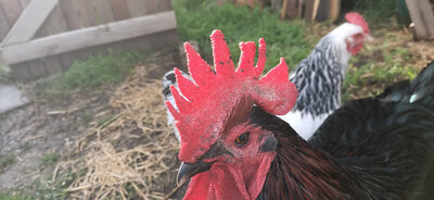 Rooster-comb-IV.jpg Rooster-comb-IV.jpg