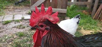 Rooster comb I.jpg