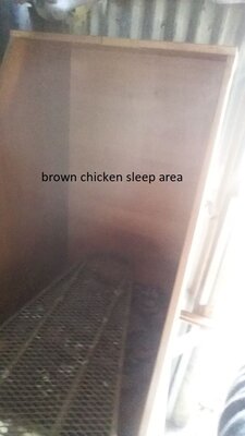 brown chckn sleep area.jpg