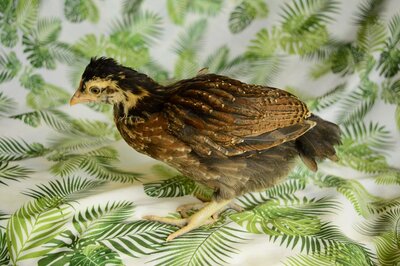 Partridge 1.jpg