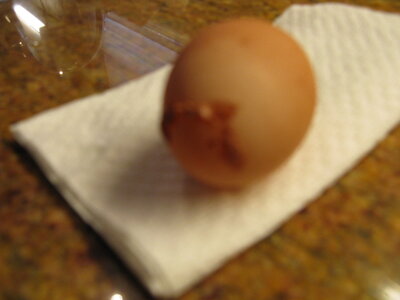 Pearl's egg 006.jpg