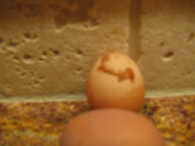 Pearl's egg 017.jpg